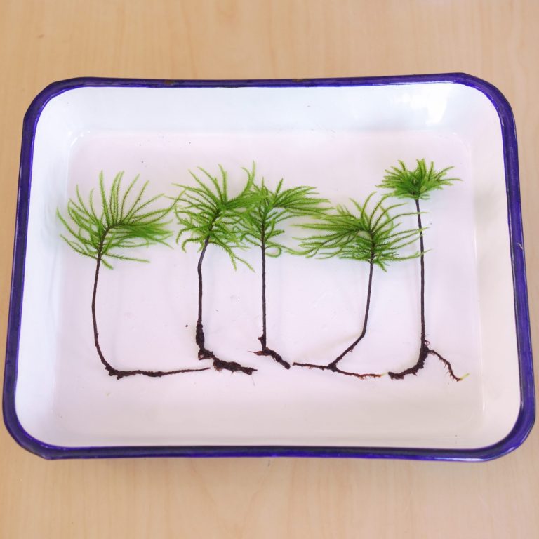 Climacium japonicum, a moss shaped like a small tree, held in a hand