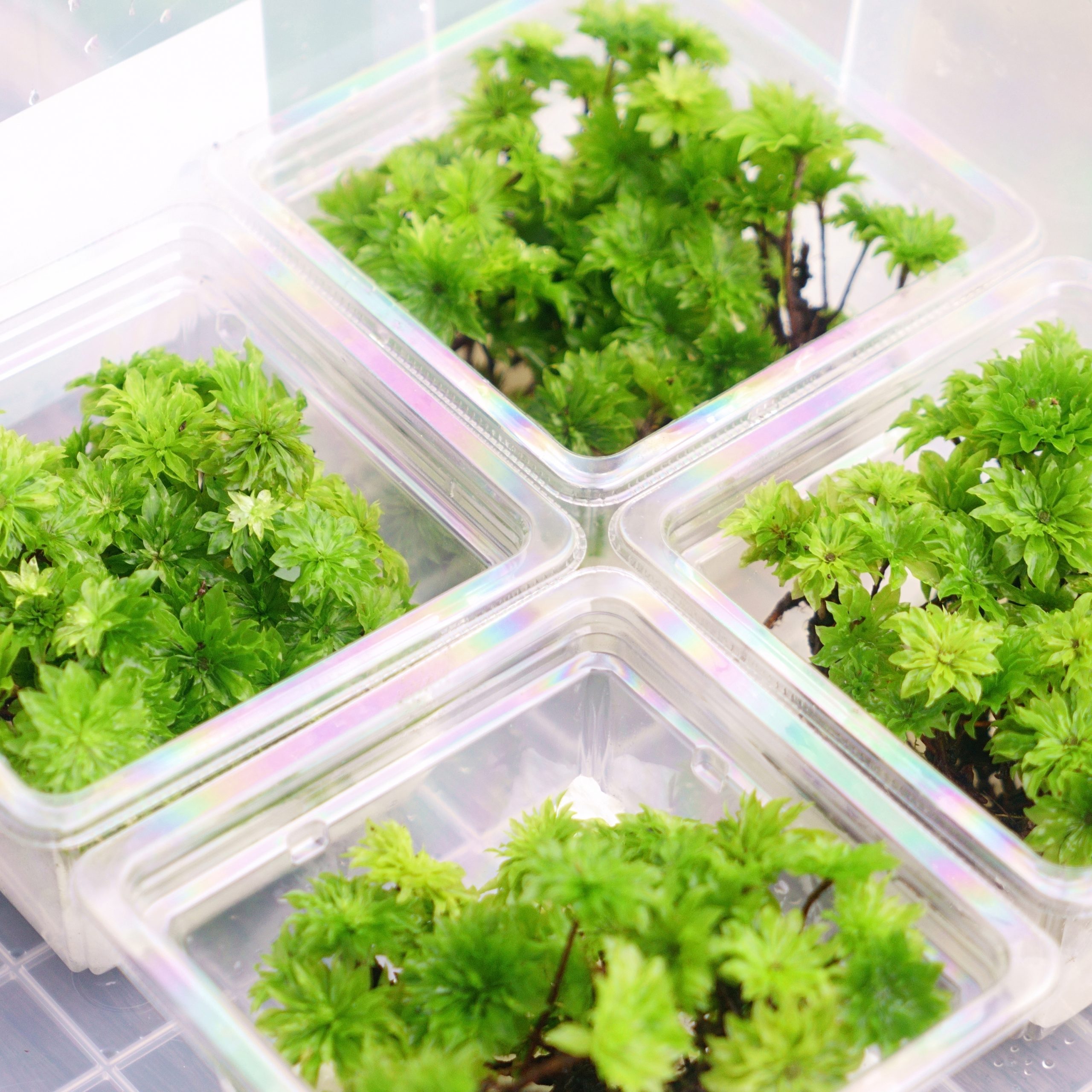 giganteum 5plants pack