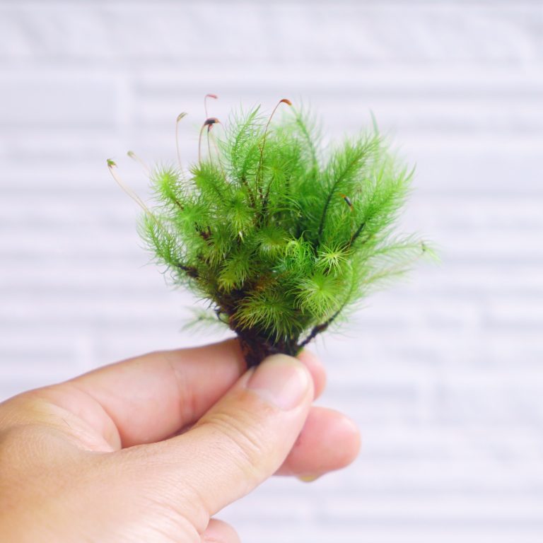 Cultivated Rhizogoniales moss growing in an 8cm container