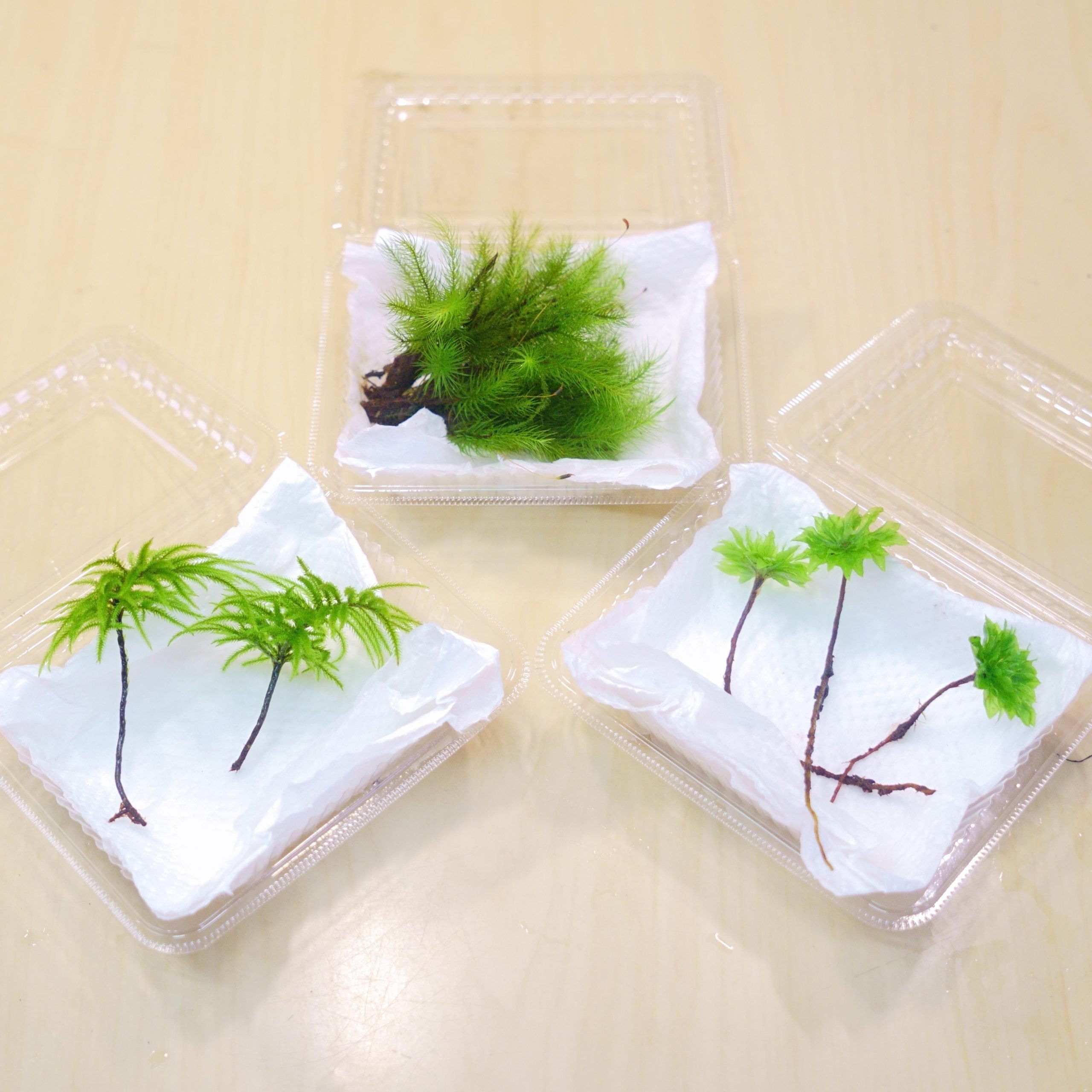 販売苔のラインナップが増えました【オオカサゴケ、タマゴケ、ヒノキゴケ】