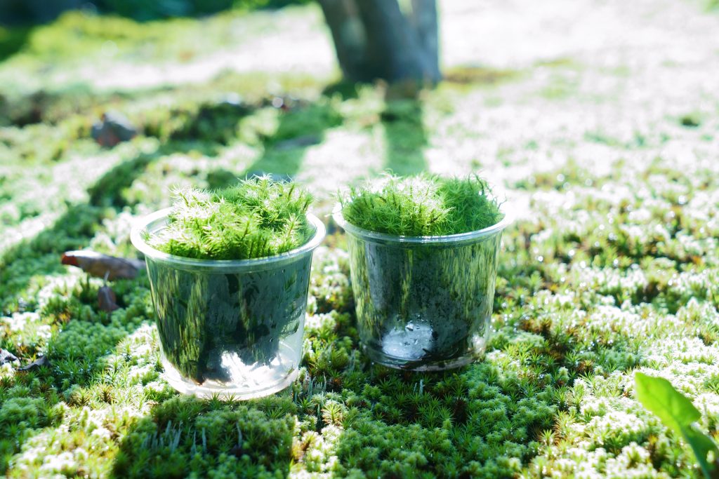 苔の上に並べた、苔を入れたカップ