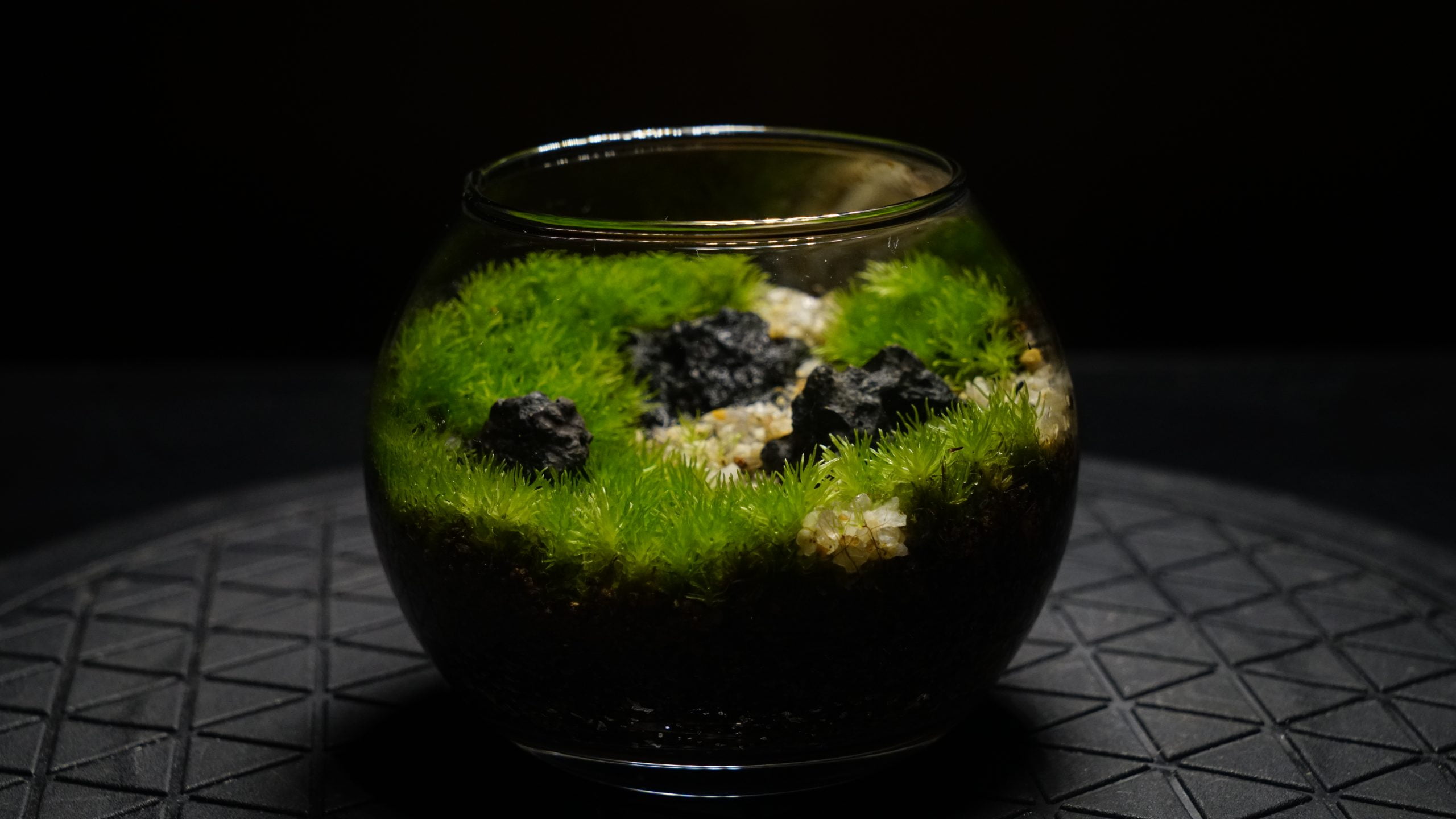 照明に浮かび上がる、苔と溶岩石のガラス鉢の苔テラリウム作品