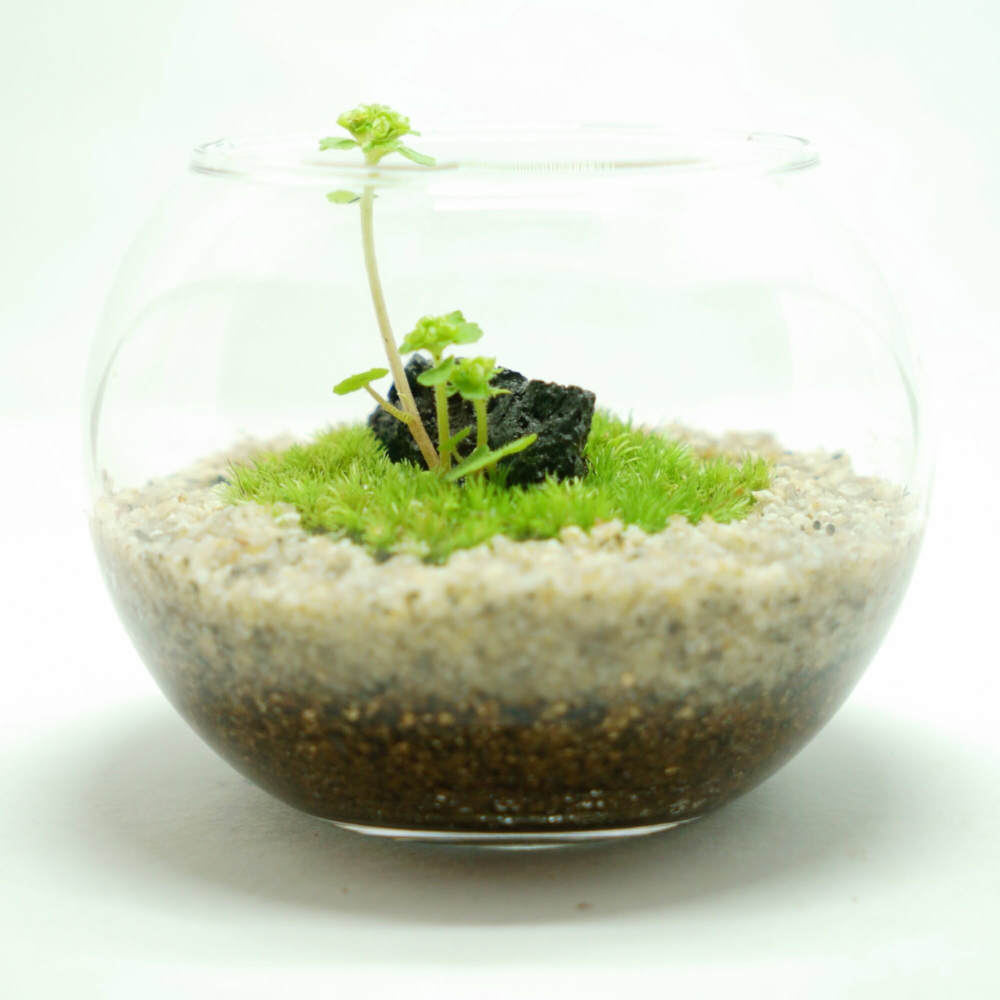 白い砂と苔の島から芽が伸びる、丸いガラス鉢の苔テラリウム作品