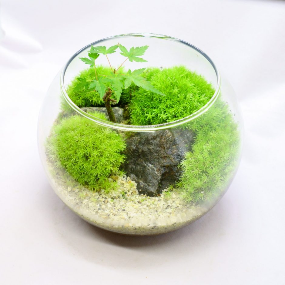 モミジの幼木と苔、景石を寄せ植えした苔テラリウム作品