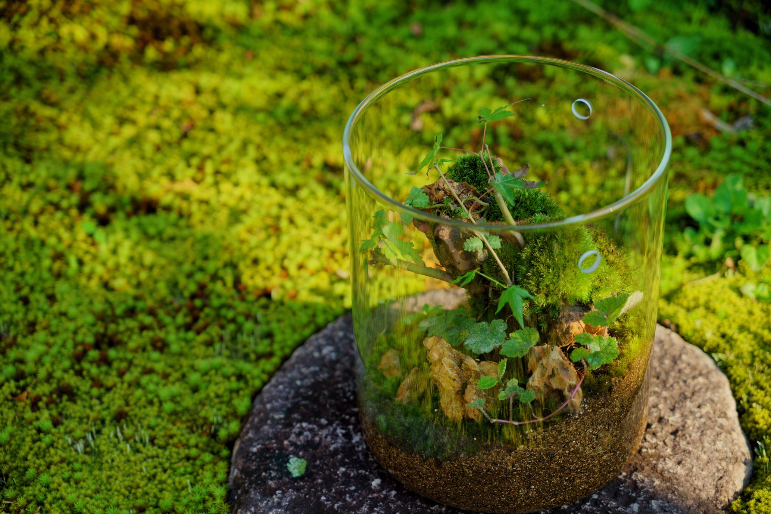 苔が広がる庭に置かれた苔テラリウム