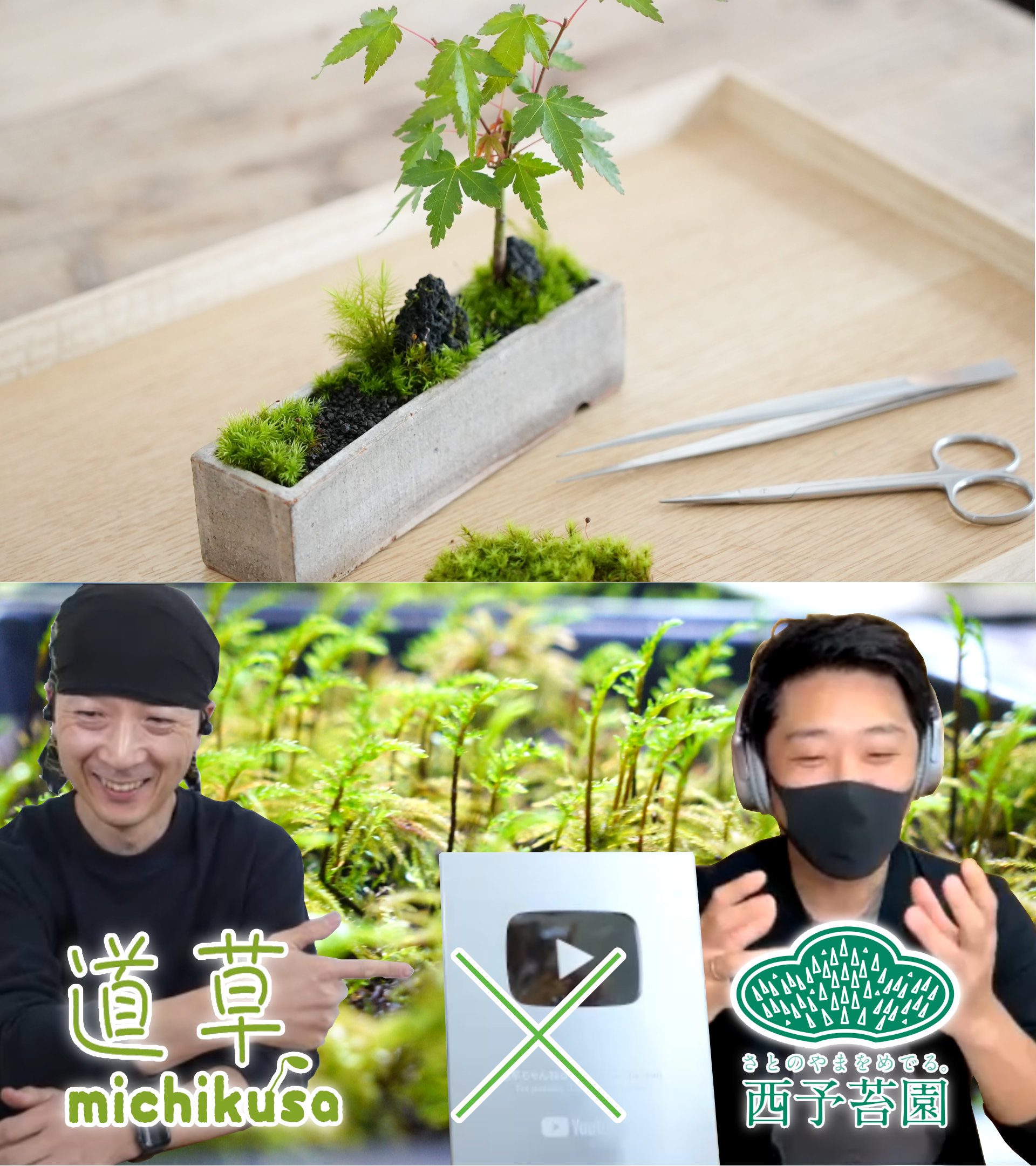 苔テラリウムで人気のYouTubeチャンネル「道草ちゃんねる」さんとコラボさせて頂きました