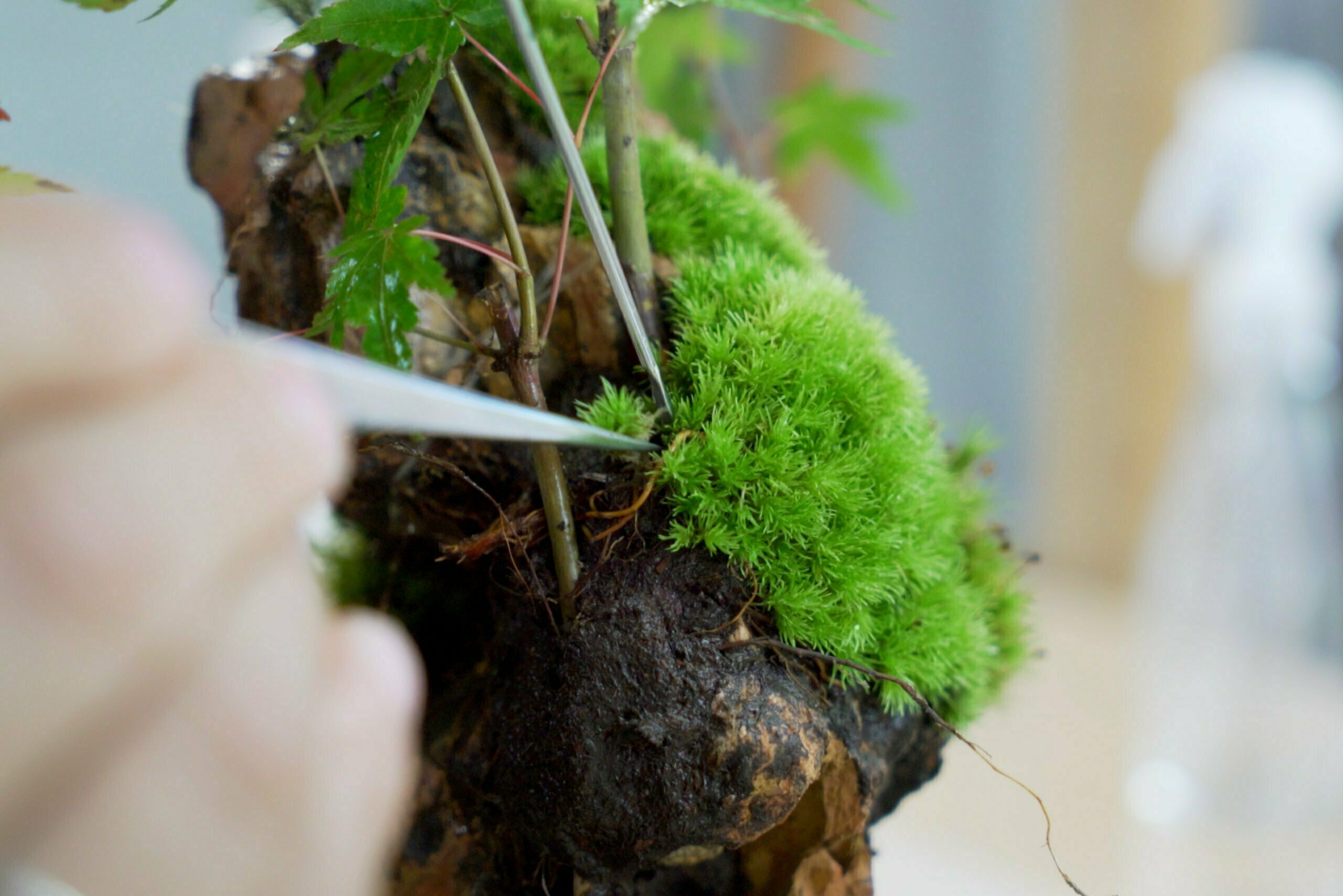 ピンセットを使って苔テラリウムを制作している様子