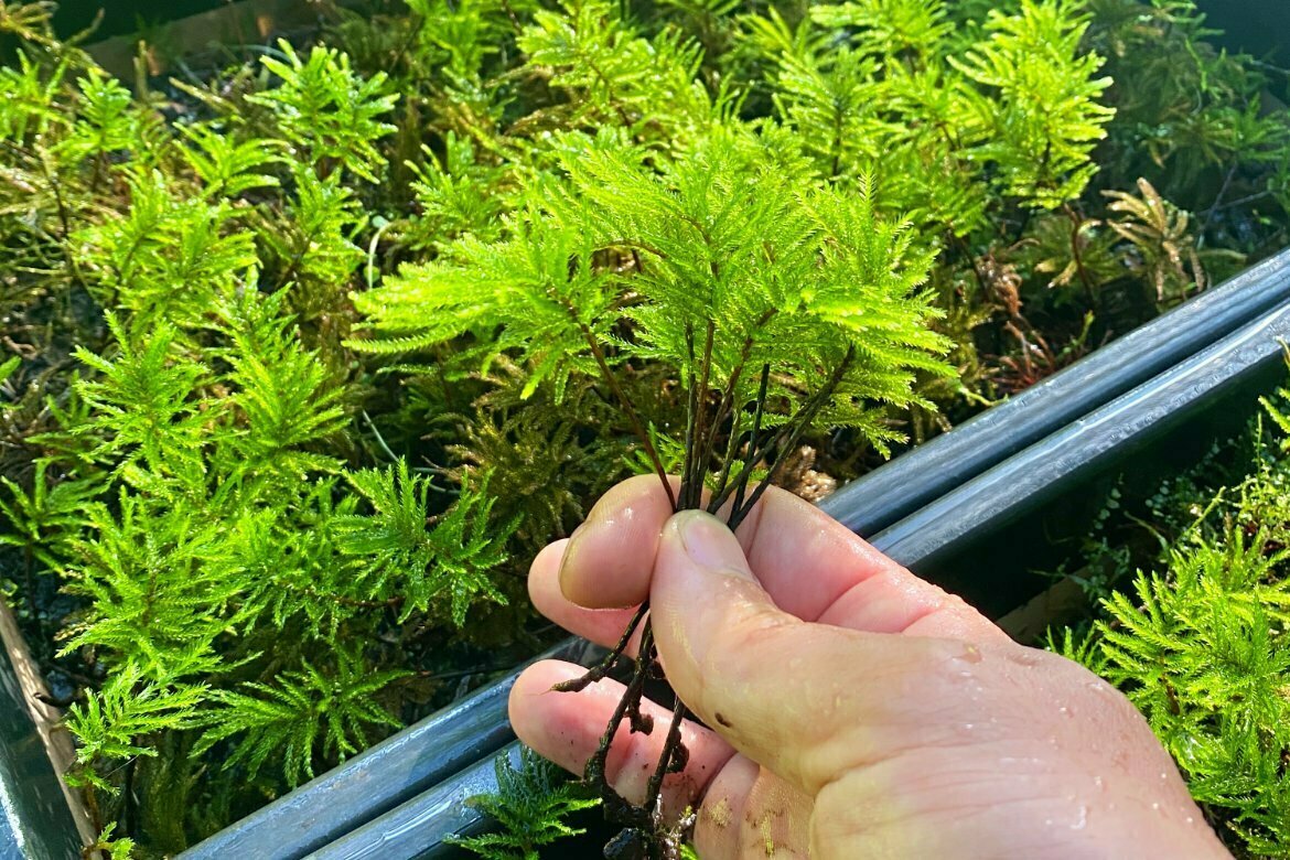 コウヤノマンネングサの栽培苔