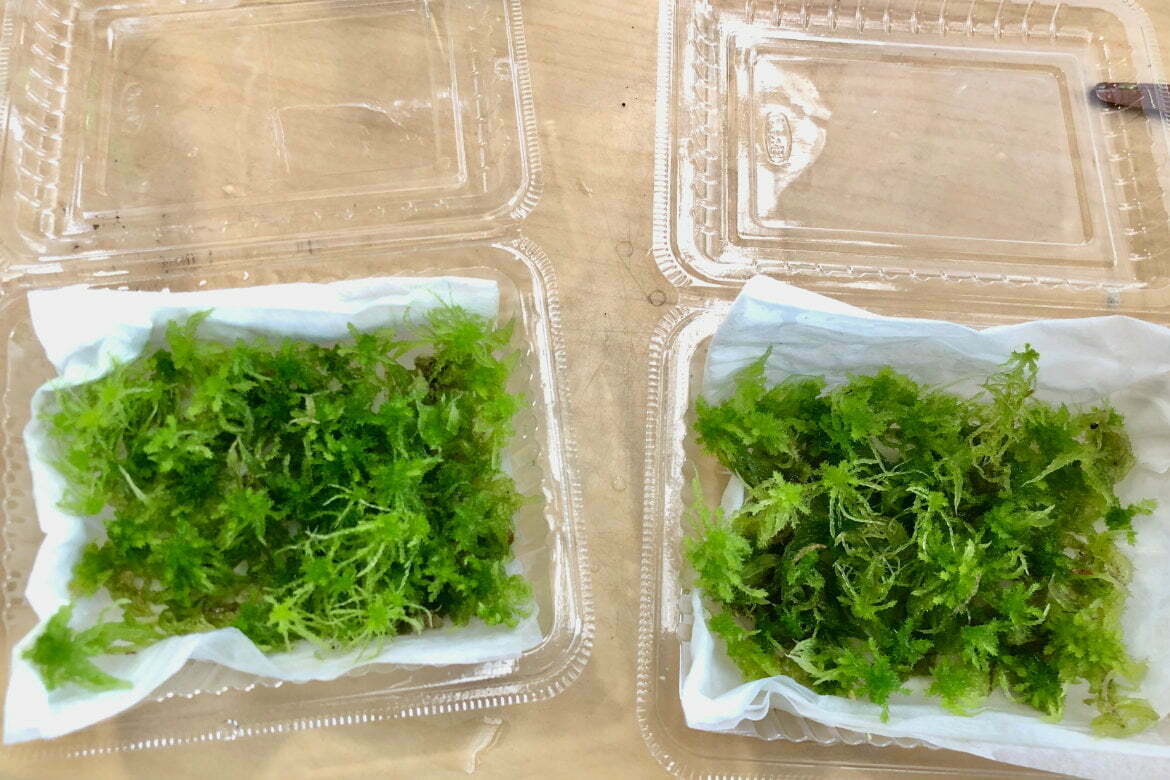 ミズゴケの栽培苔