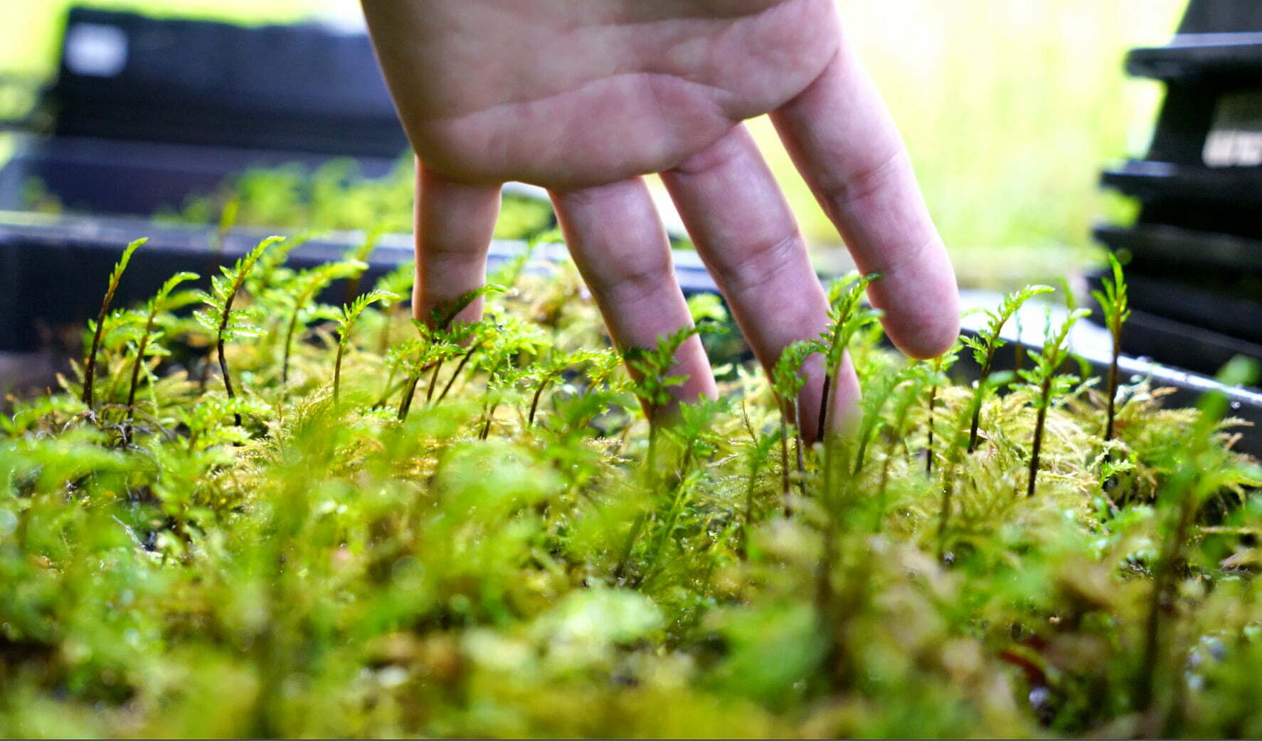 農園で栽培している苔の状態を手で確かめている様子