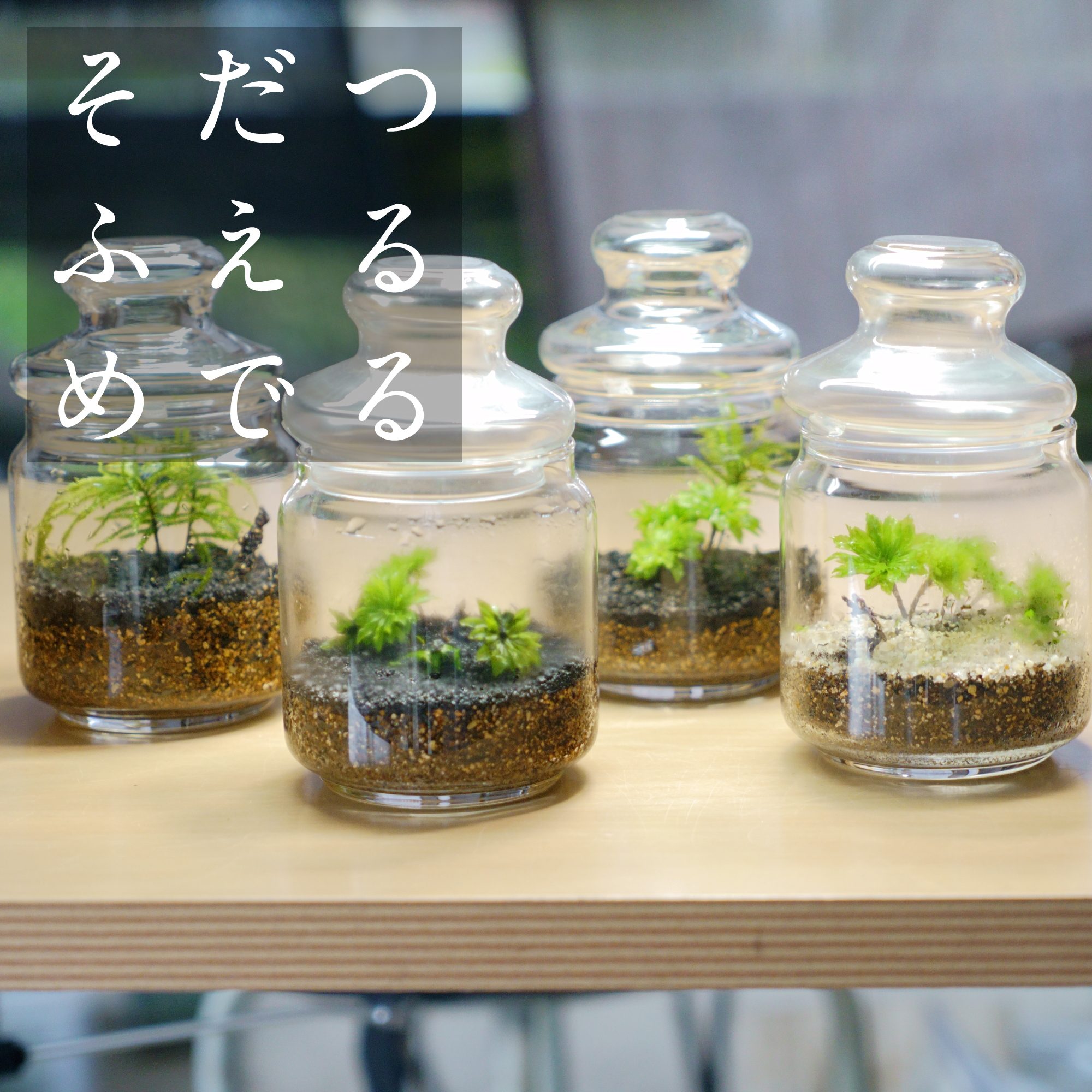 『めでる』シリーズの販売を開始:苔を「育てる」「増やす」に特化した苔テラリウム制作キット