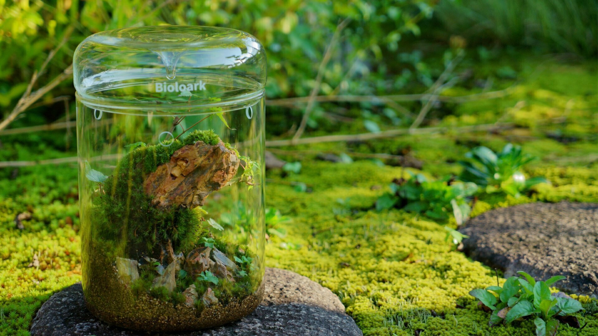 苔庭の上に置いた、流木と苔のガラス容器の苔テラリウム作品