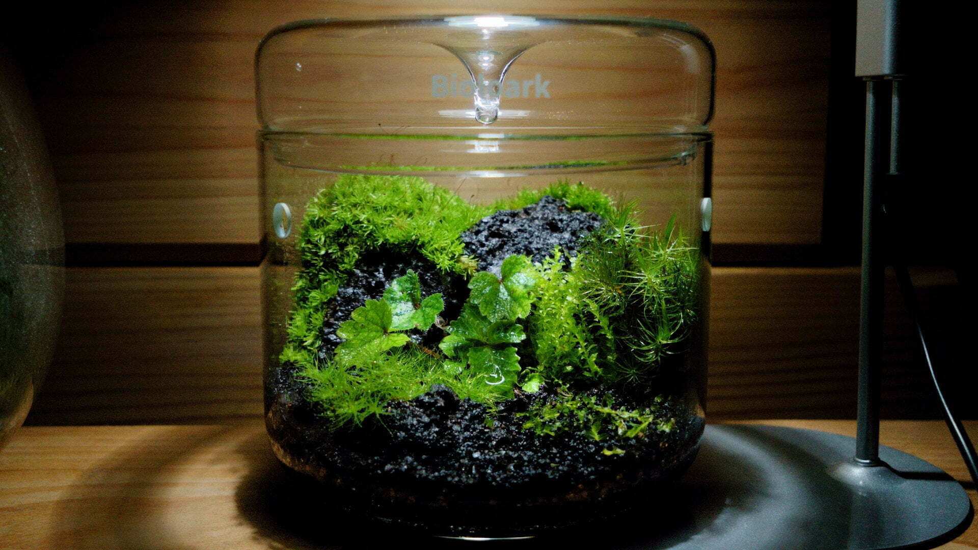溶岩石と数種類の苔で起伏のある景色を作ったガラス容器の苔テラリウム作品