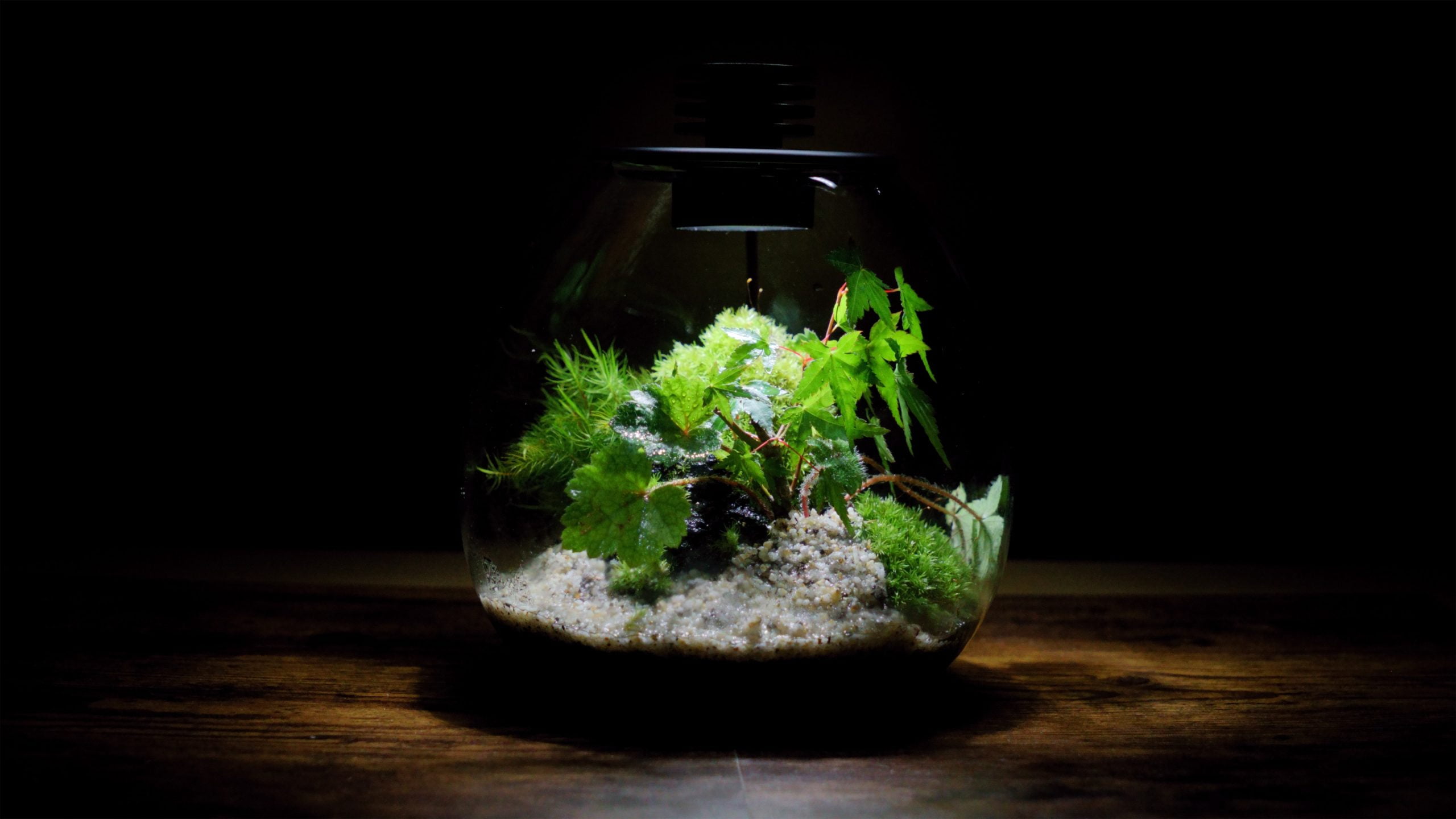照明付き容器の中でモミジと苔が育つ苔テラリウム作品