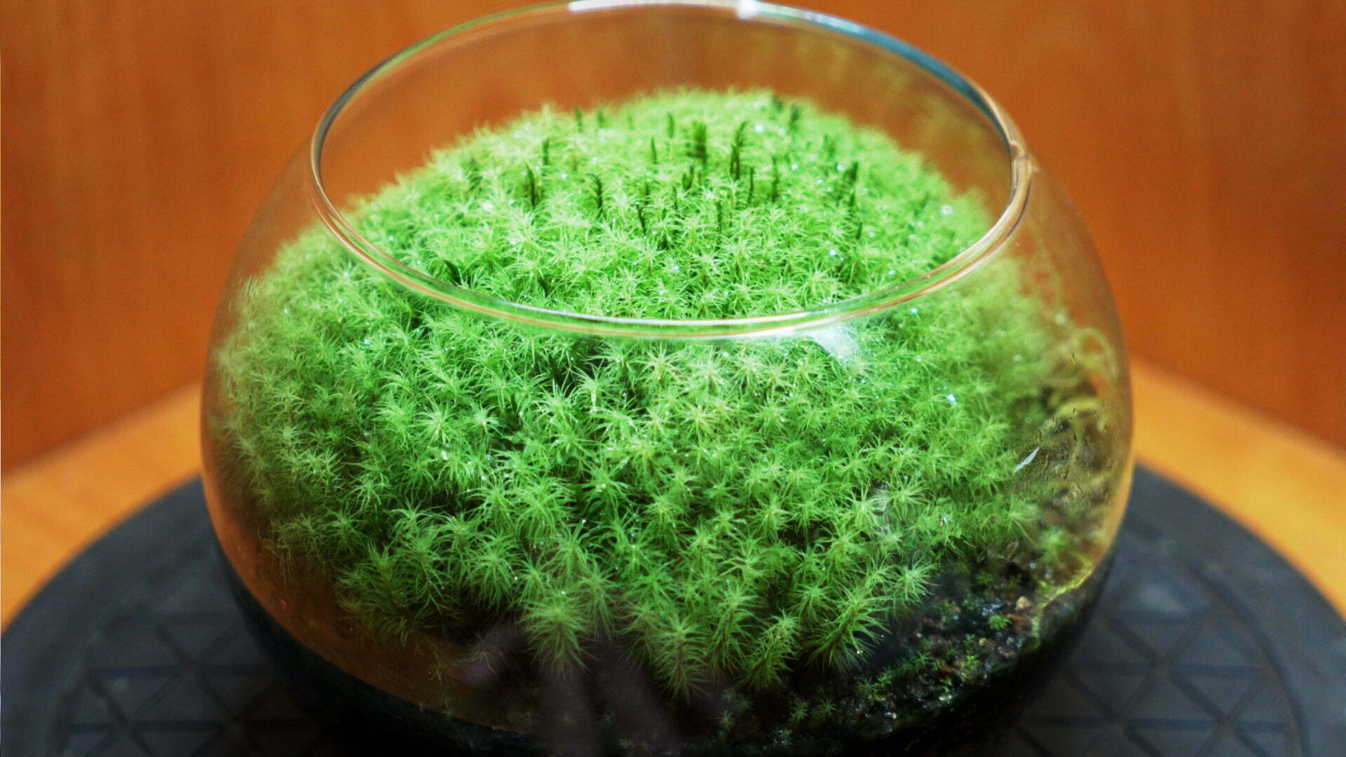丸いガラス鉢いっぱいに苔が茂った苔テラリウム作品