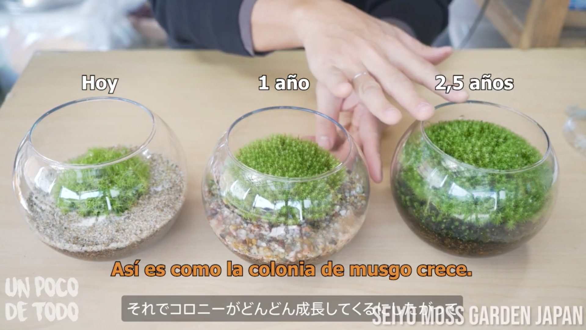 メキシコの人気YouTubeチャンネル「Un Poco De Todo （693万人）」で西予苔園の動画が紹介されました