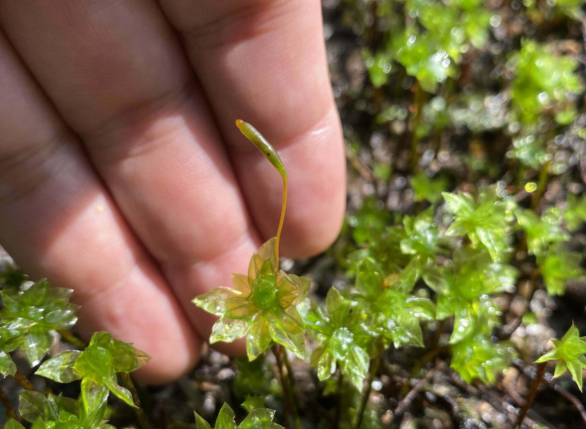 胞子体を伸ばした苔に手を添えたところ