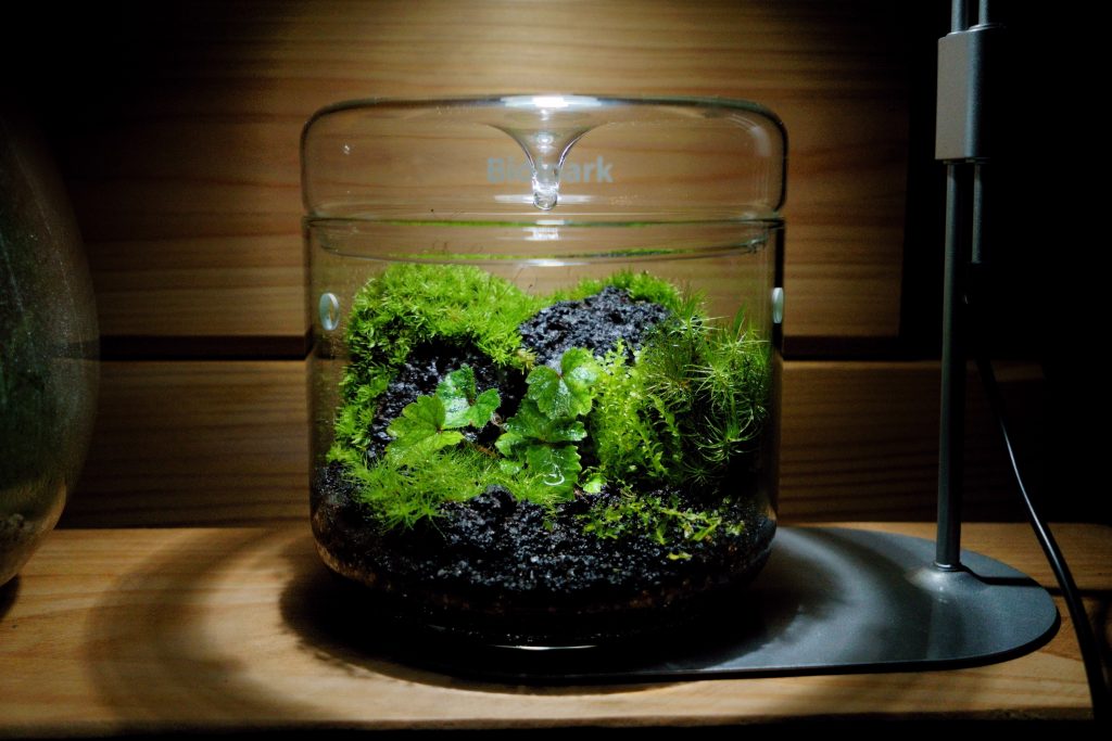 苔テラリウムを手入れする様子