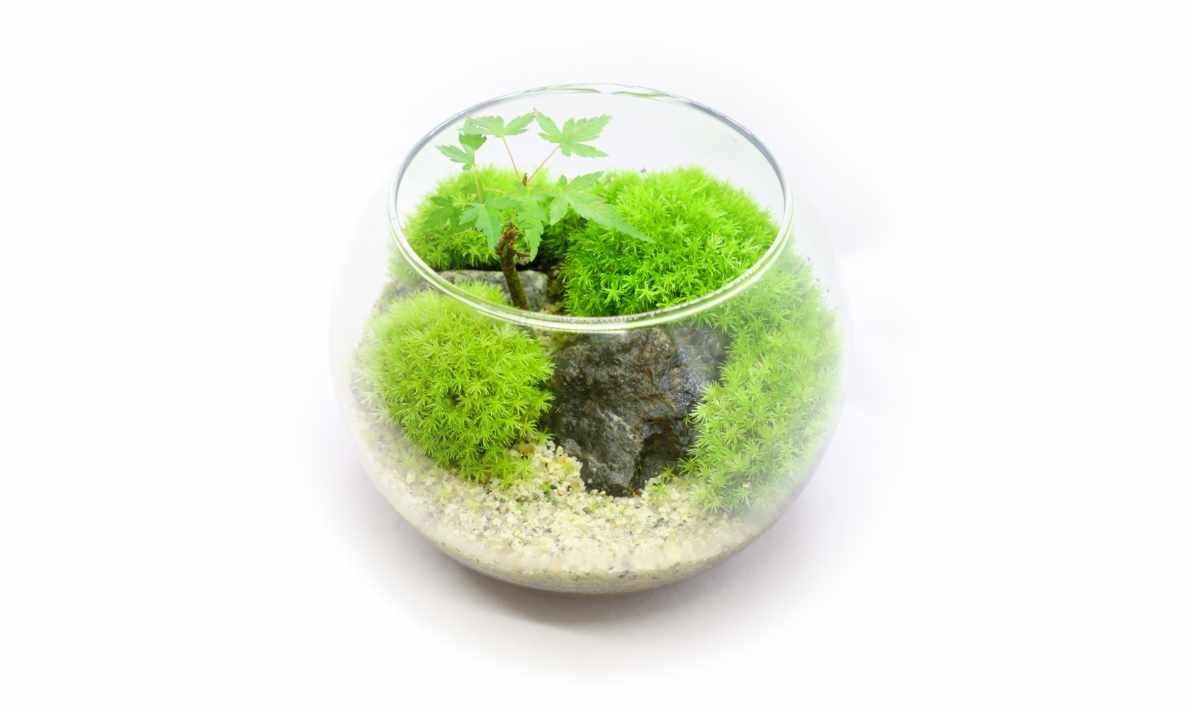 ガラス容器に作られた苔テラリウム