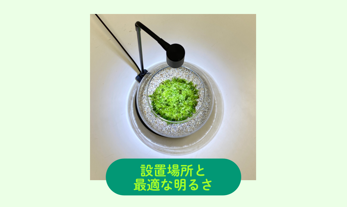 苔テラリウムの最適な置き場所と明るさについてプロが徹底解説します