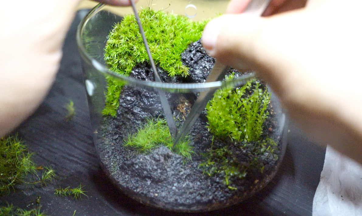 苔テラリウムのつくりかたがざっくり理解できるまとめ