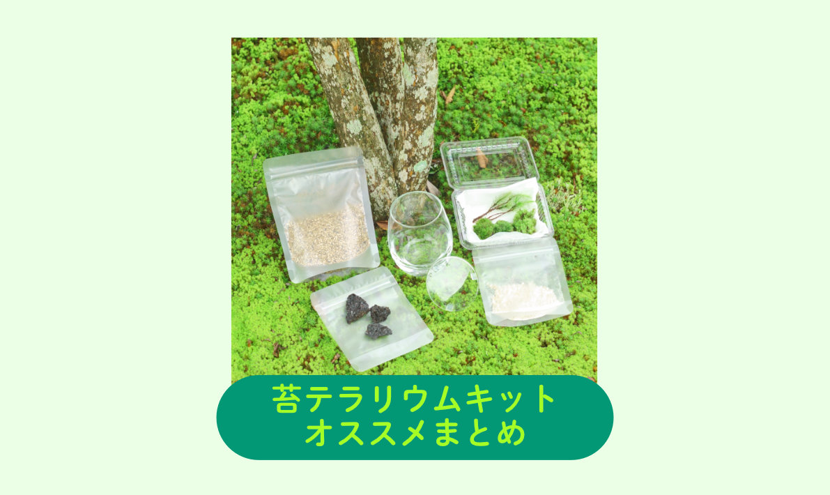 苔テラリウムを最初に作るならキットから！難易度別オススメ苔テラリウムキットまとめ