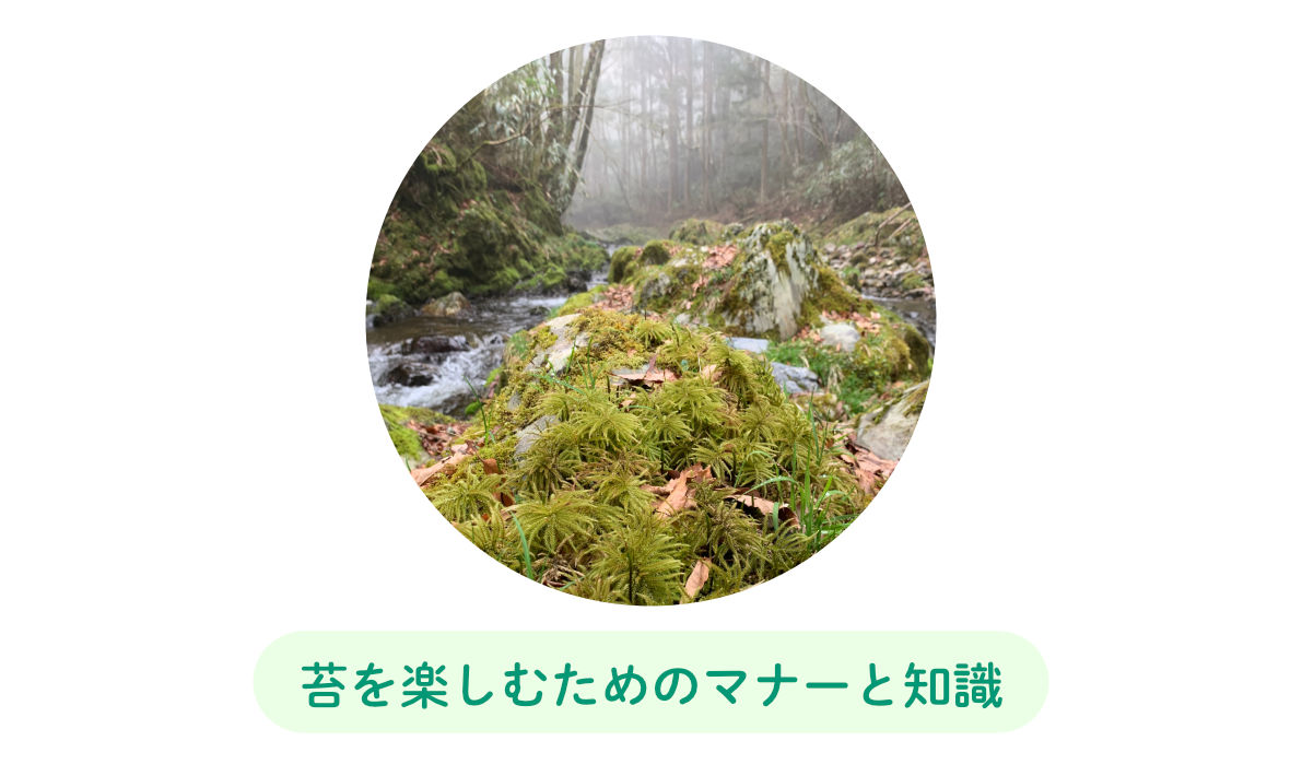 苔を楽しむためのマナーと知識