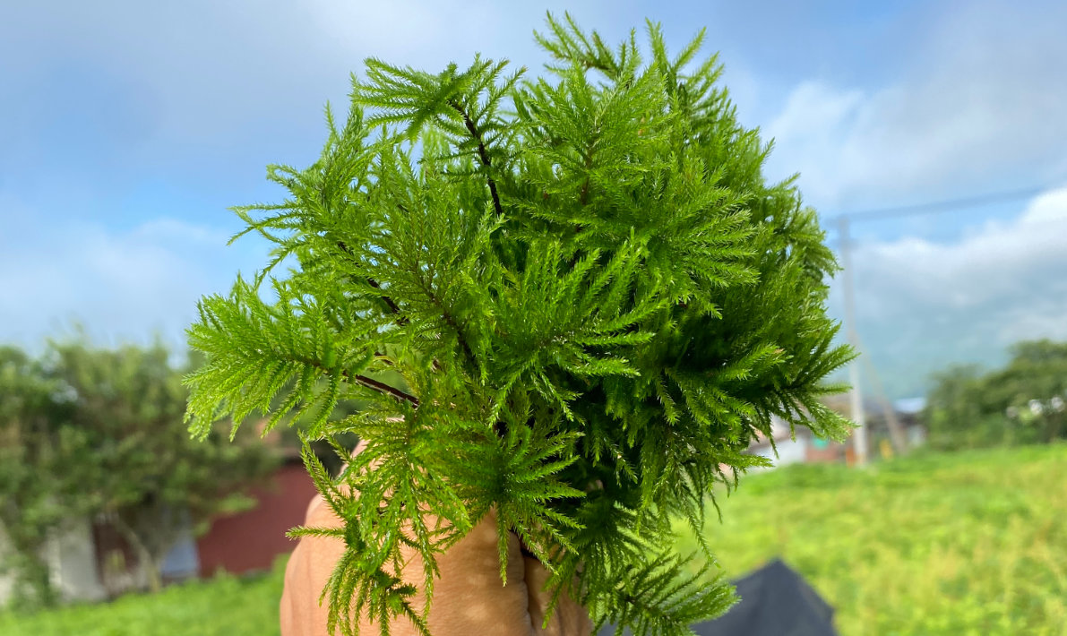 苔テラリウムに使われるさまざまな苔
