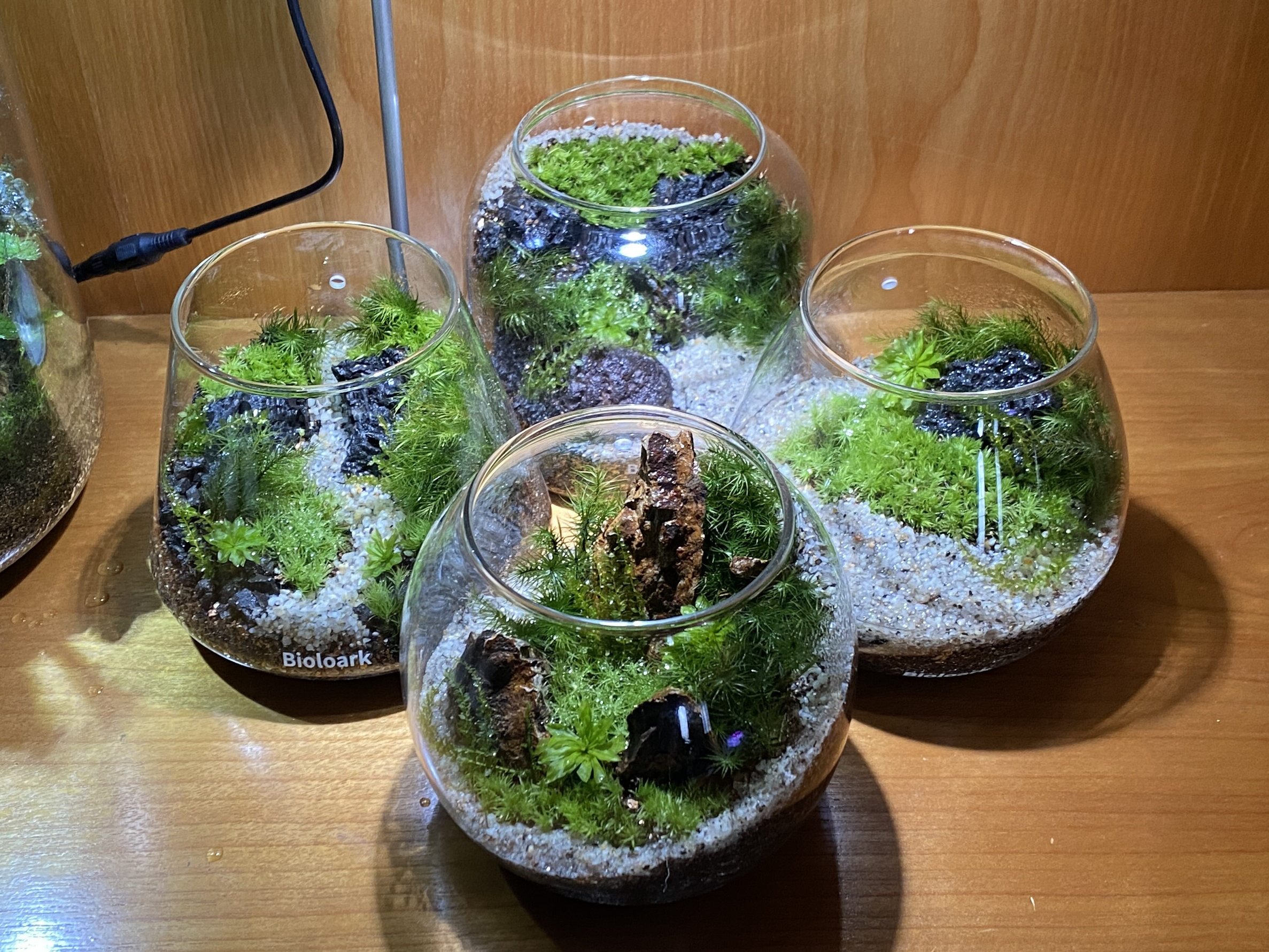 苔テラリウムで作られる王道の型4パターンを解説