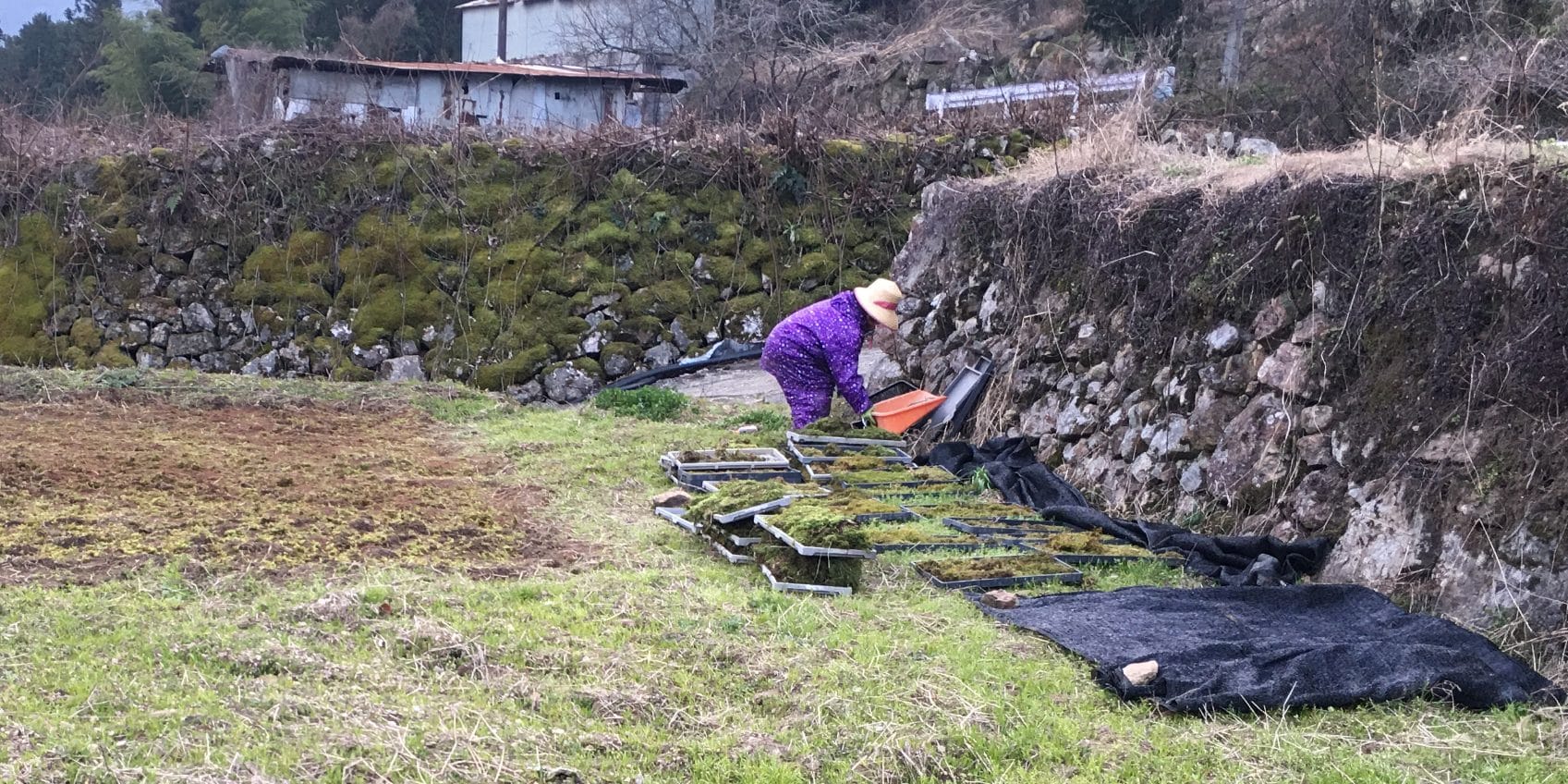 苔の栽培トレーが並ぶ畑で作業する様子