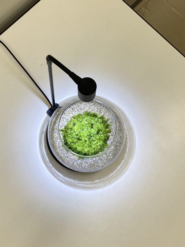 全10回講座で作る苔テラリウム作品の一例 1