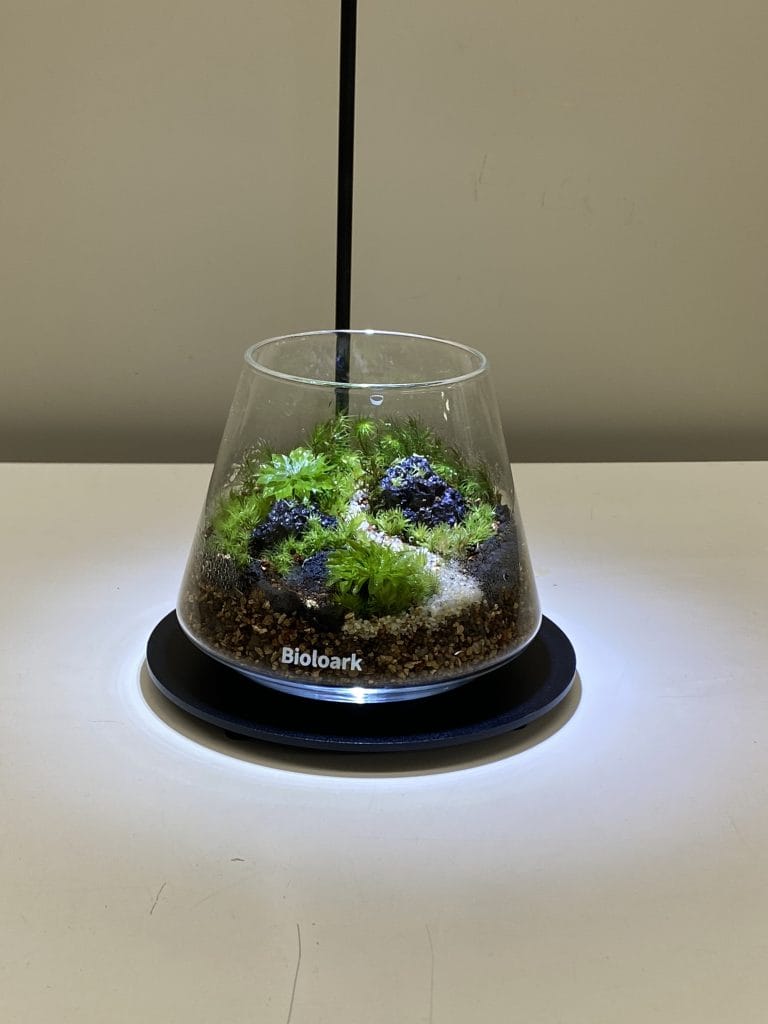全10回講座で作る苔テラリウム作品の一例 3