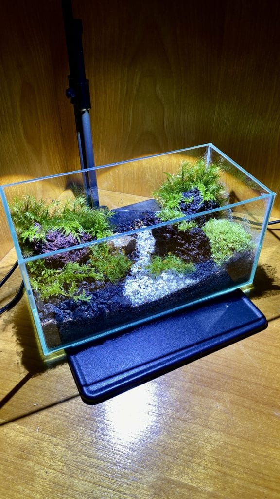 全10回講座で作る苔テラリウム作品の一例 6