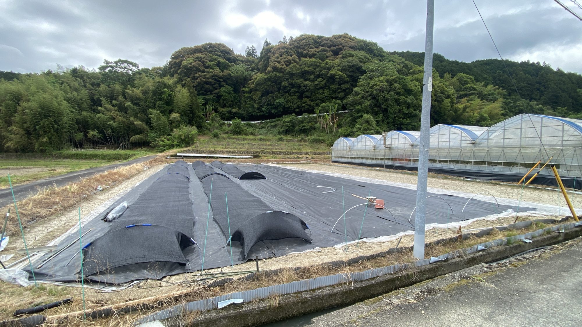 遮光をかけた休耕田で苔を育てている西予市の圃場