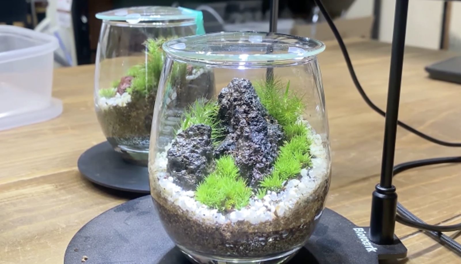 石を組んで奥行きを出した苔テラリウム
