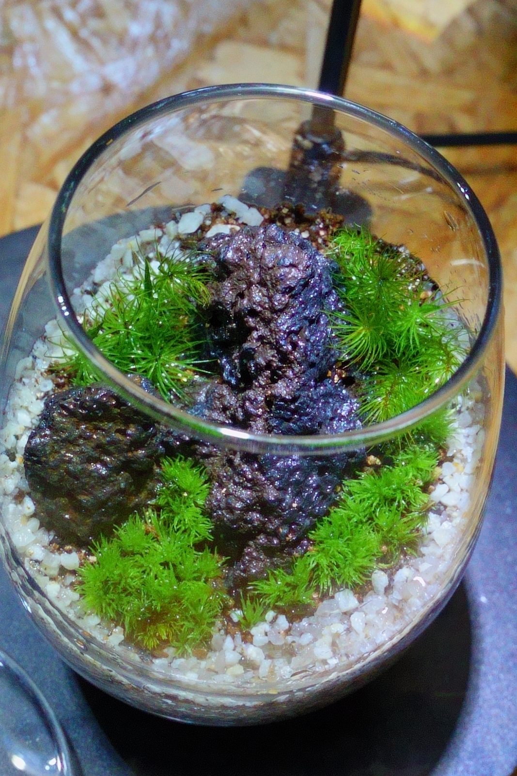真上から見た苔テラリウム。苔と化粧砂のバランス