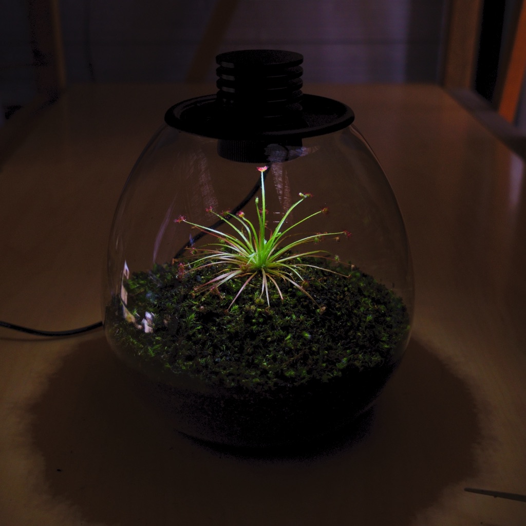 照明付き容器で作るドロセラパラドクサと苔のテラリウム